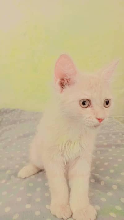 Persian cat