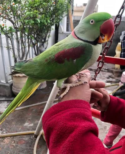 Raw male parrot hand tamed For sale
