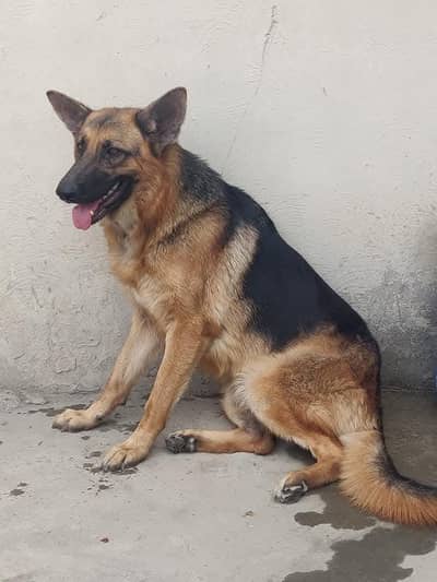 German shepherd