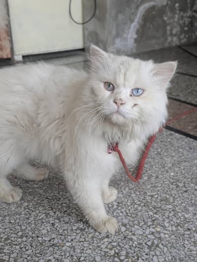 Odd Eyes Persian Cat for Sale