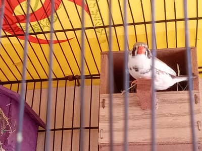 Zebra finches breeder pair exhibition size