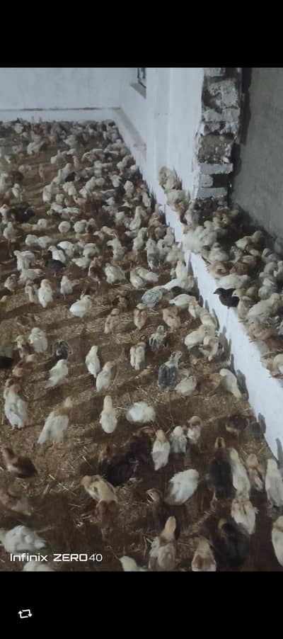 lohman brown chicks for sale 950 PC hn