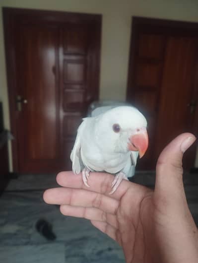 white ringneck parrot (red eye)