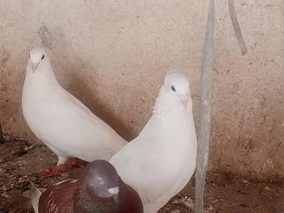 white pegion pair