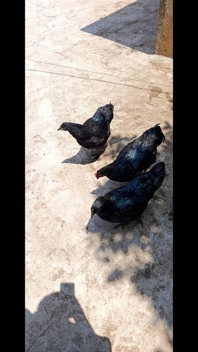 Black Australorp Heritage 4 months+ and breeder Buff Cochin Heavy
