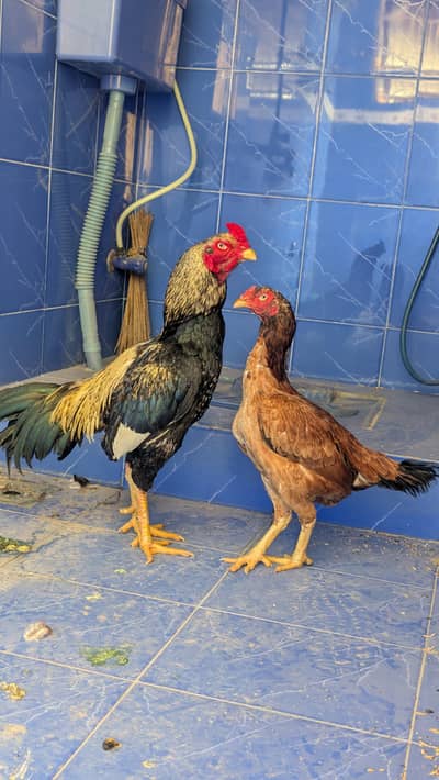 Aseel pair