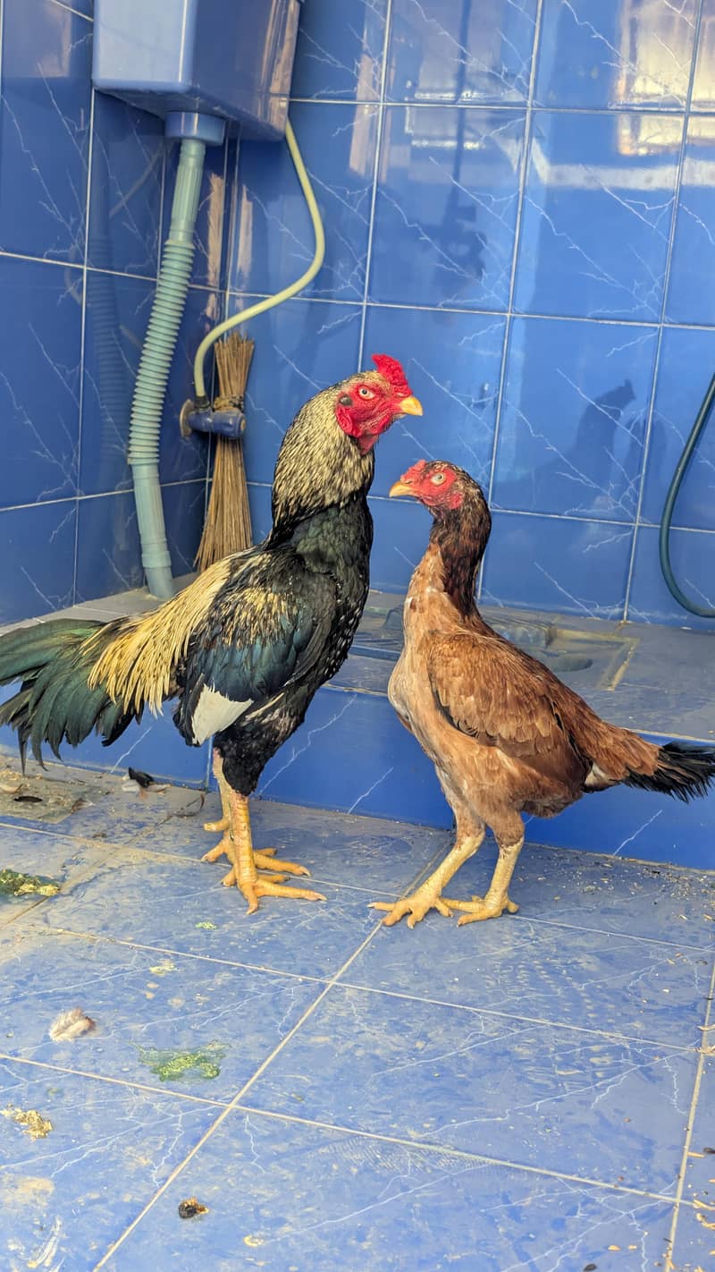 Aseel pair 1