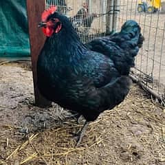 heritage Australorp | white black australorp | breeder pair |king size