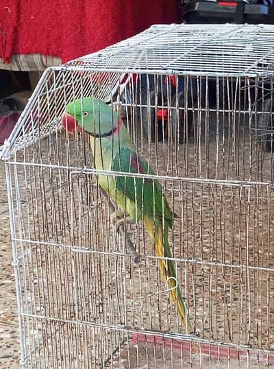 Raw male parrot for sale (03180056281)