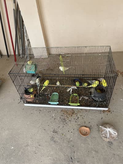 budgies setup for sale with chiks cage