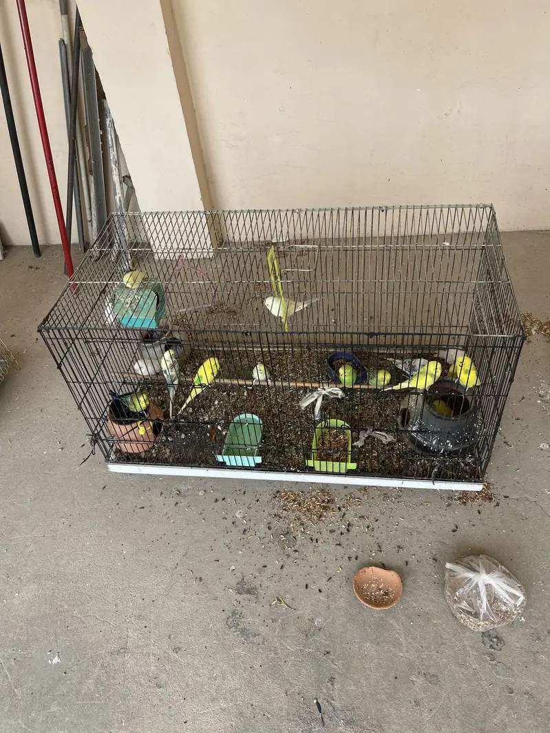 budgies setup for sale with chiks cage