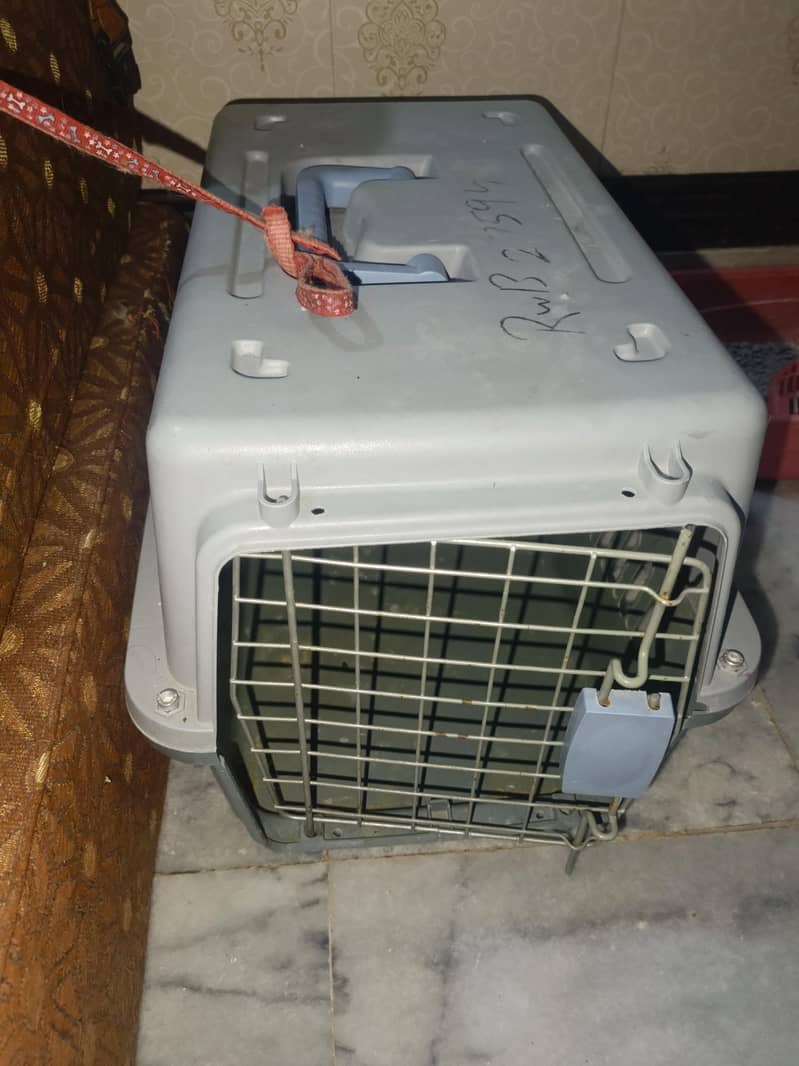 پرشین کیٹ برائے فروخت 5