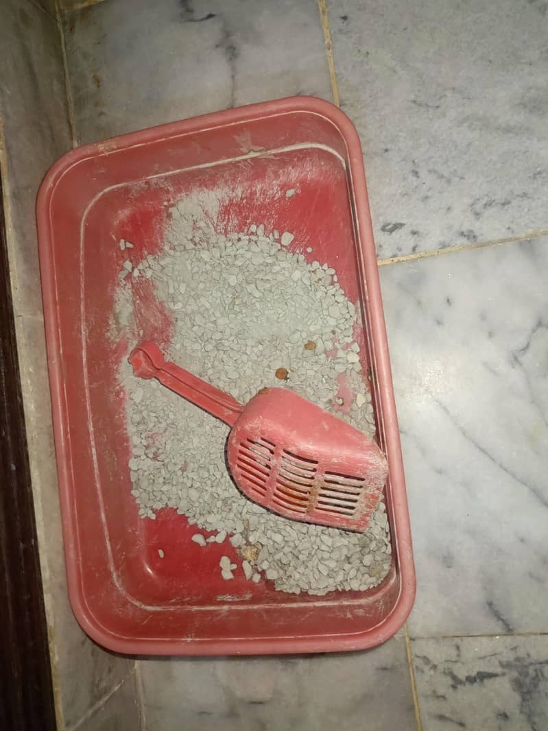 پرشین کیٹ برائے فروخت 6