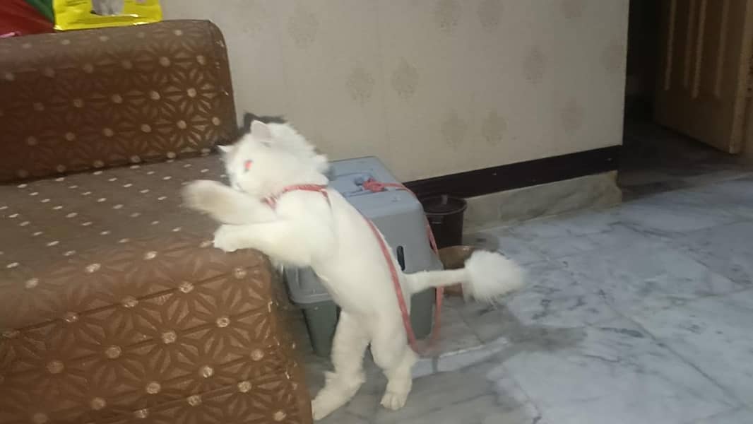 پرشین کیٹ برائے فروخت 8