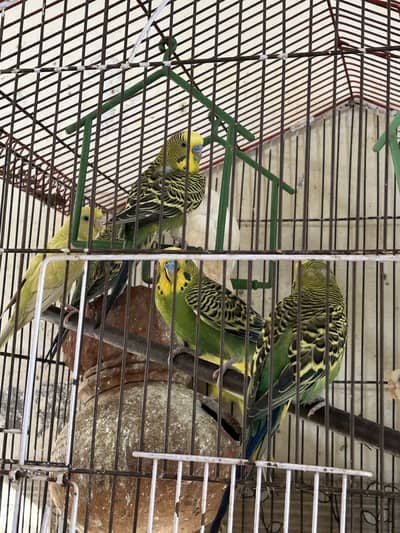 Australian Parrots at Home on Discounted price