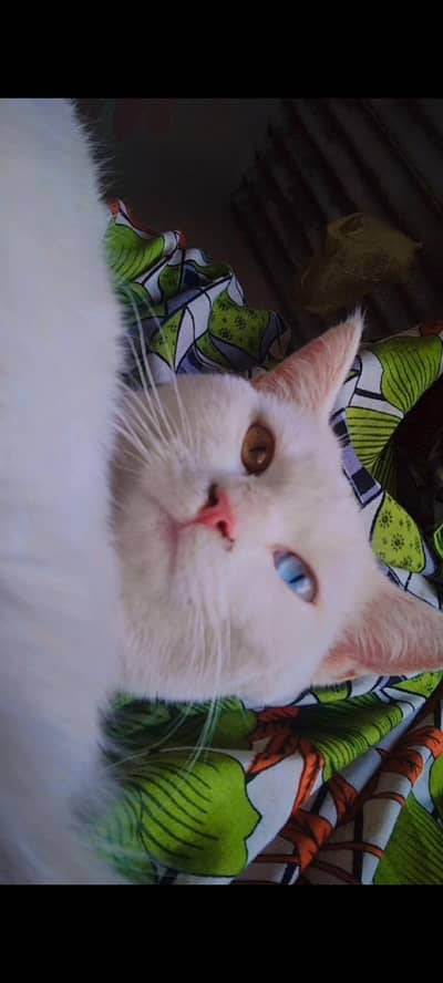 Persian cat