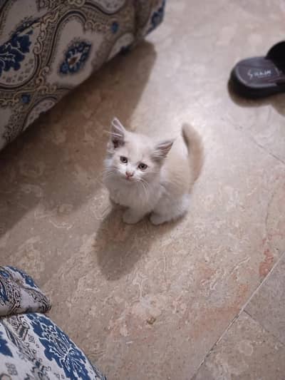 Persian kitten For sale well trained and cute