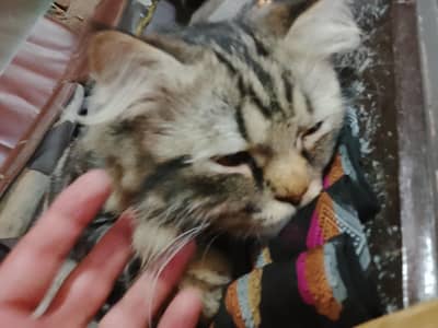 cat for sale