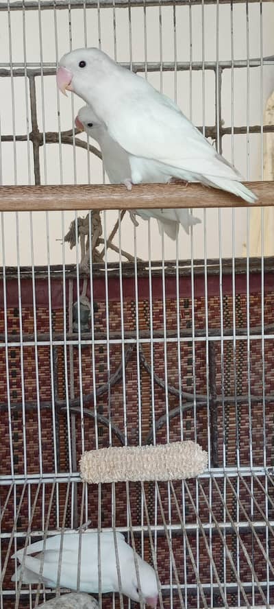 White albino lovebirds for urgent sell