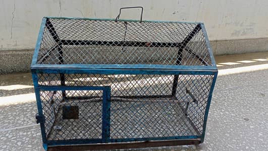 Birds Cage (Pinjra)