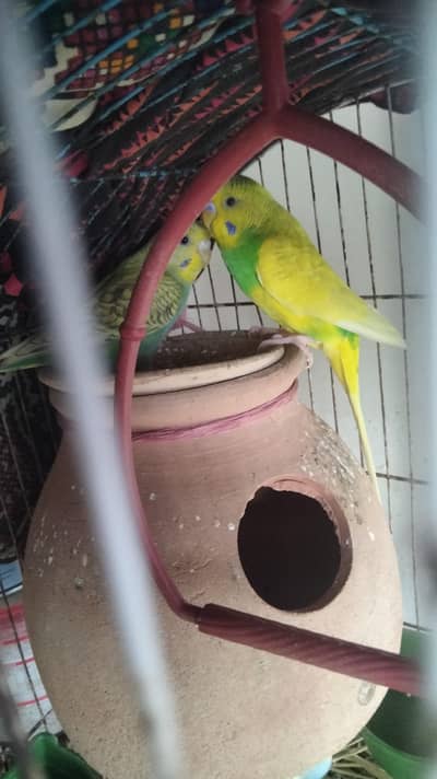 home breed pair available just reasonable price
