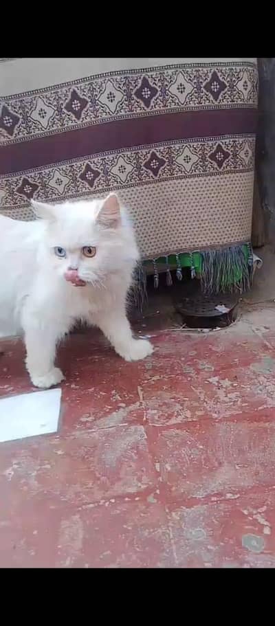 odd eyes  female for sale mery apny male sy matting ho,0304,80,81,621,