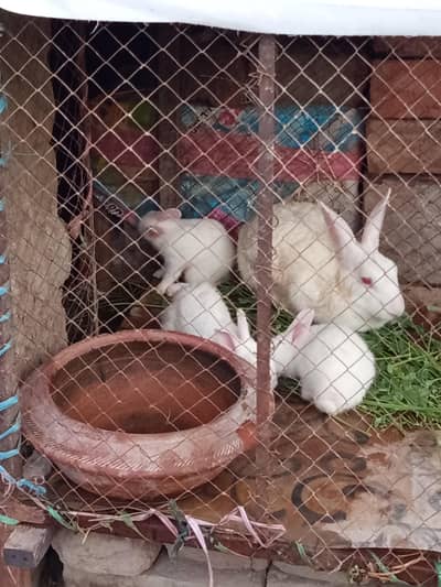 Rabbit pair and 3 Baby rabbits for sale