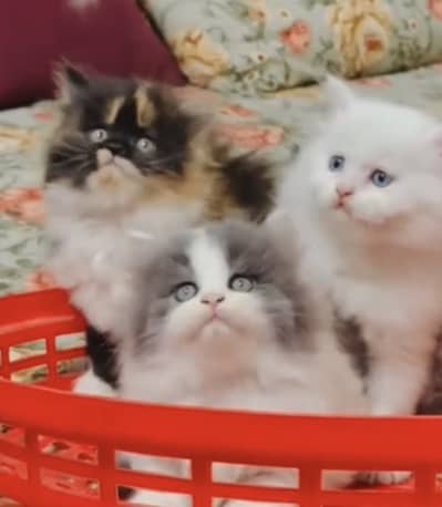 Quality Persian Punchface cat & kitten. moreWhatsApp 03265641968