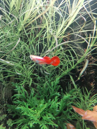 Guppy Fish and Live Plants For sale