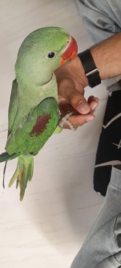 PAHARI RAW KASHMIRI PARROT FULLY FRENDLY HAND TAMED