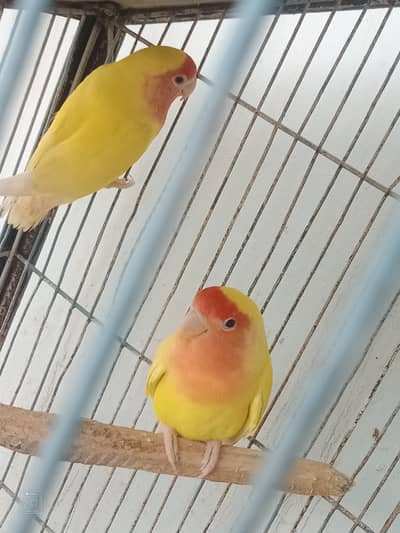 lutino red eyes  breeding pair