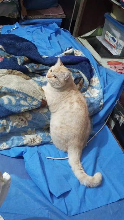 missing cat