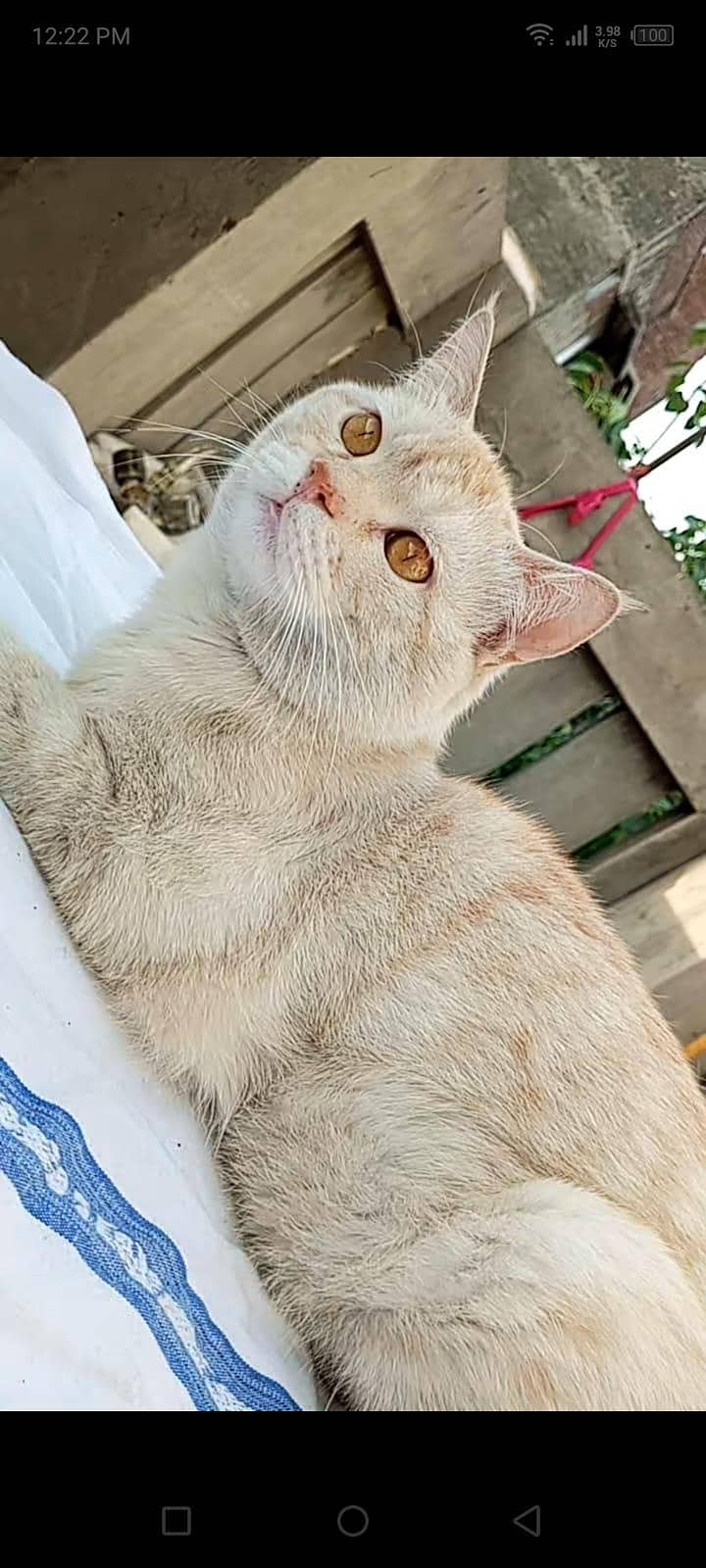 missing cat 1