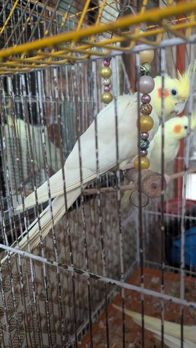Cock tail hand taim pair