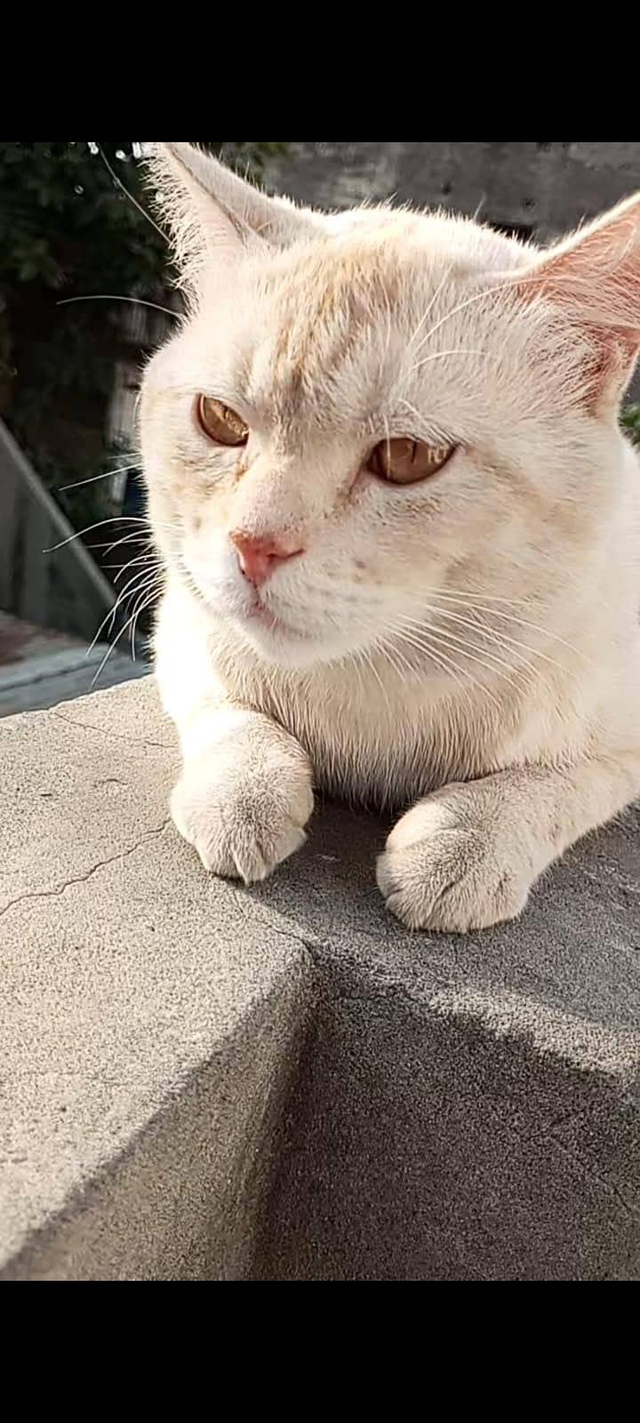 missing cat 2