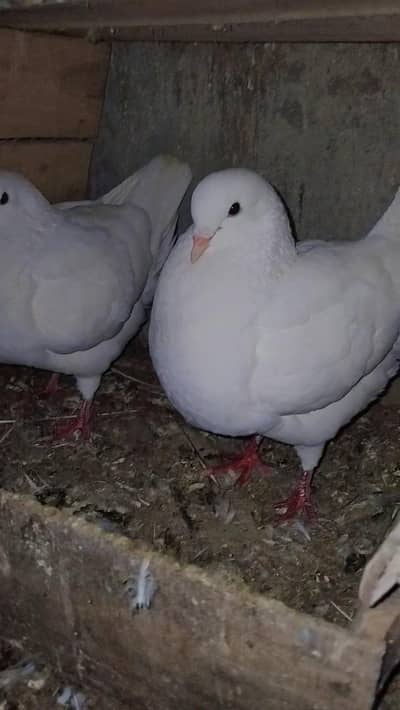 king pigeons