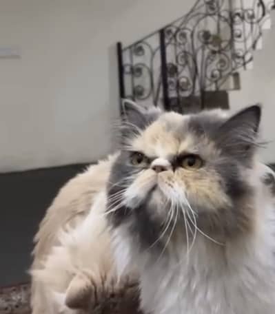 PIKI FACE BREEDER PAIR | 2 BREEDS DONE
