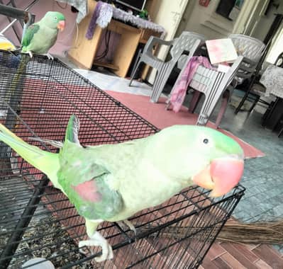 Kashmiri raw parrot