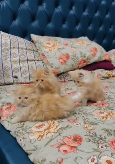 Quality Persian Punchface cat & kitten. moreWhatsApp 03265641968