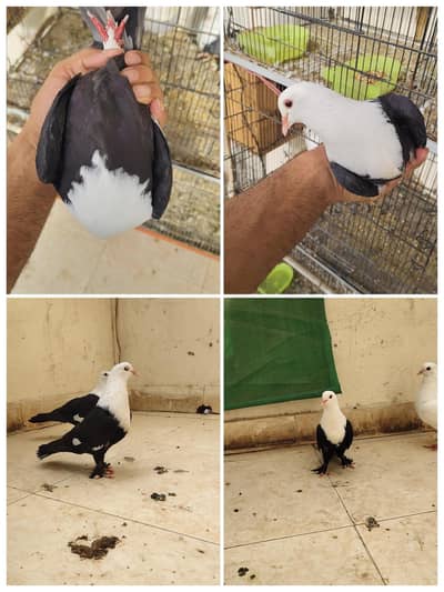 karbalai breeder pair with chick
