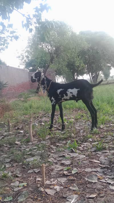 barbana bakra hai black and white color ka
