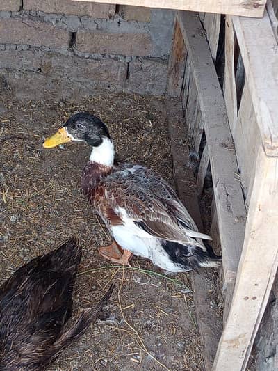 best ducks