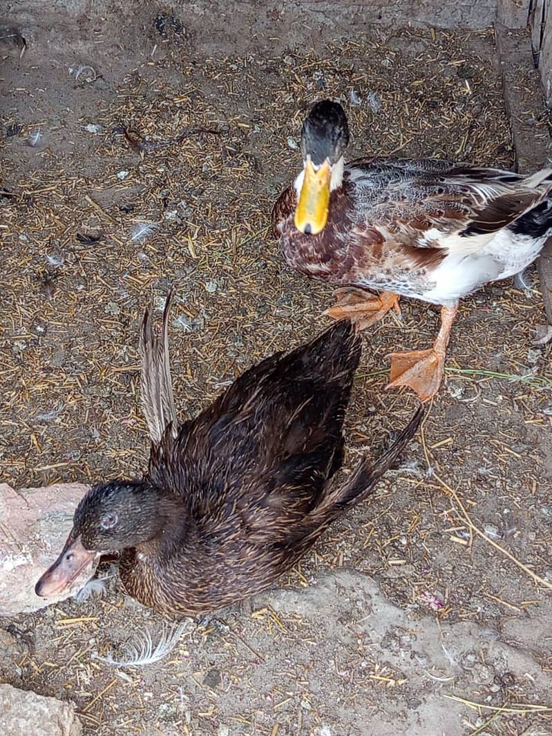 best ducks 1