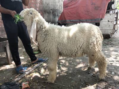 pure kajla bacha for sale 03230010522
