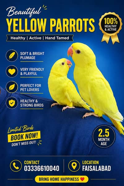 Yellow Parrots Premium Quality Birds 03336610040