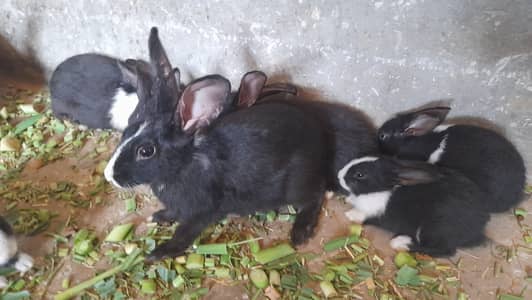 Rabbits of Various Size