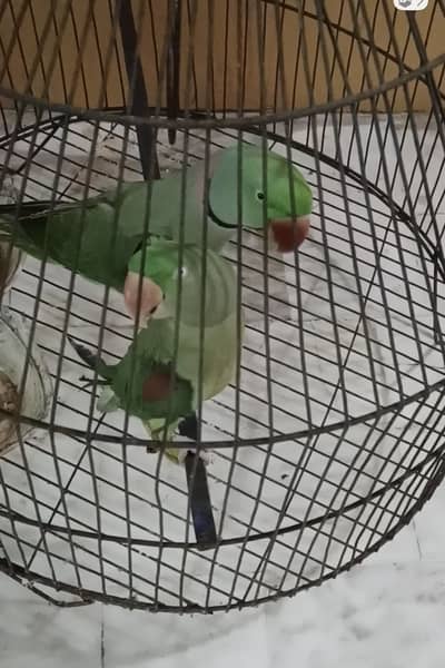 Raw parrot pair