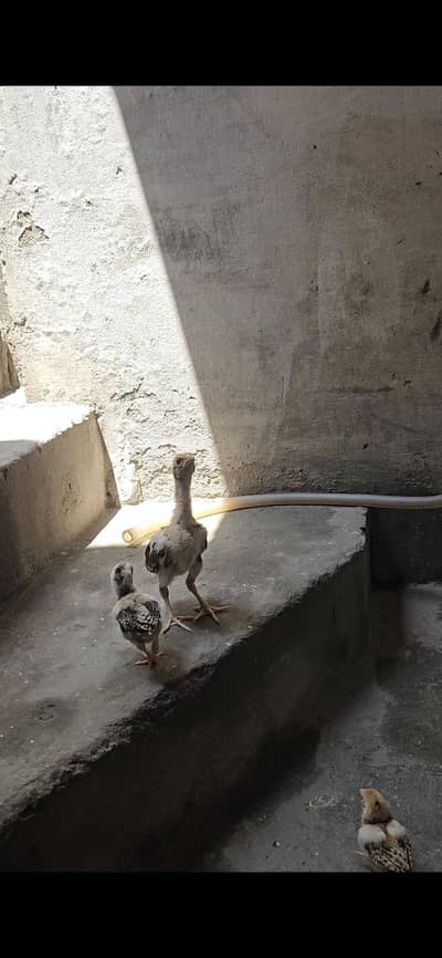 aseel chicks