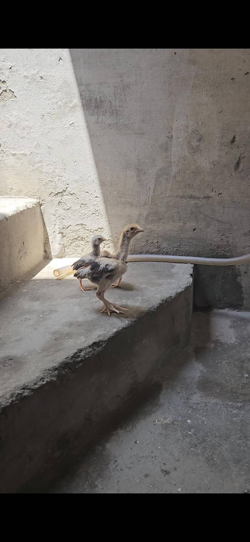 aseel chicks 1