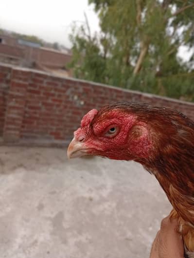 double hadi female